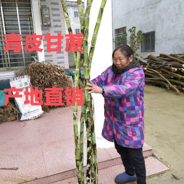 青皮甘蔗，黄冈`蕲春、产地直销、大量上市中