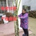 青皮甘蔗，黄冈`蕲春、产地直销、大量上市中