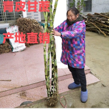 青皮甘蔗、黄冈、蕲春、产地直销、大量上市中