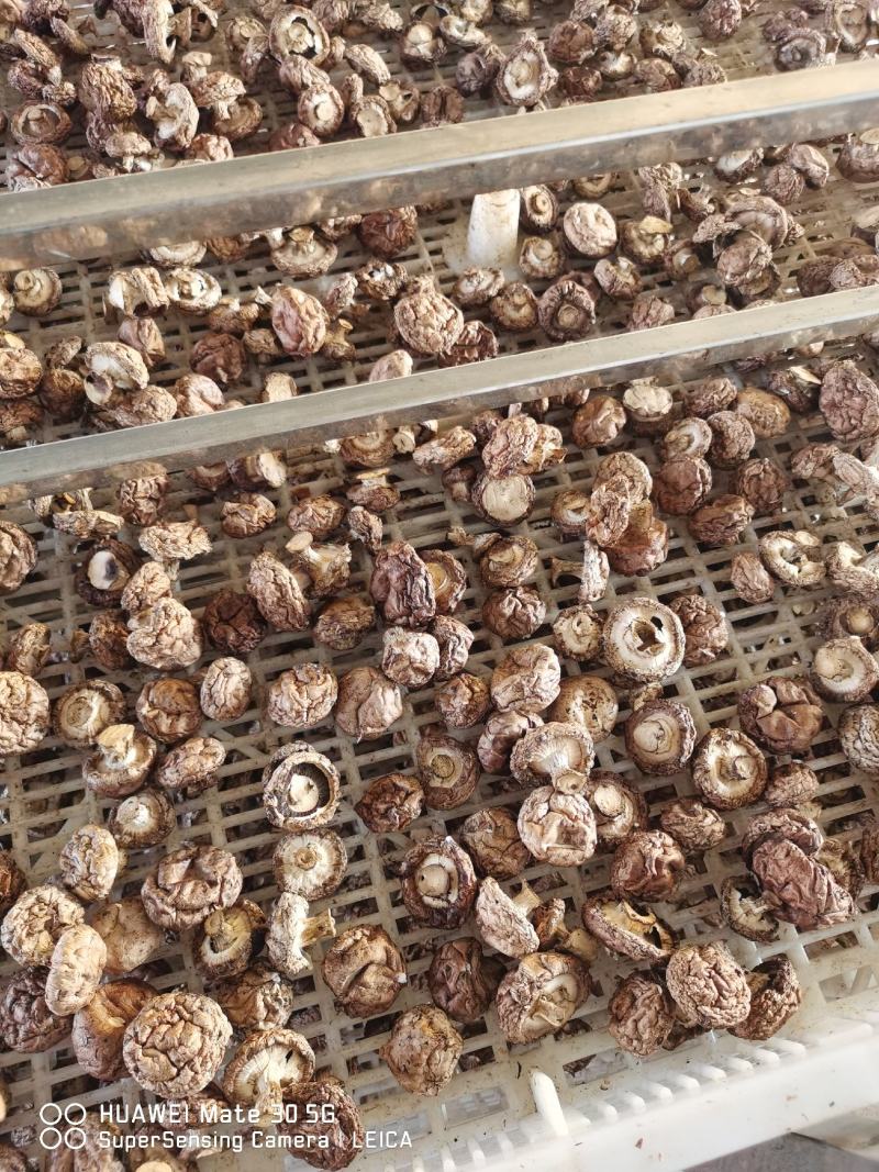 褐色双孢菇烘干量大优惠中