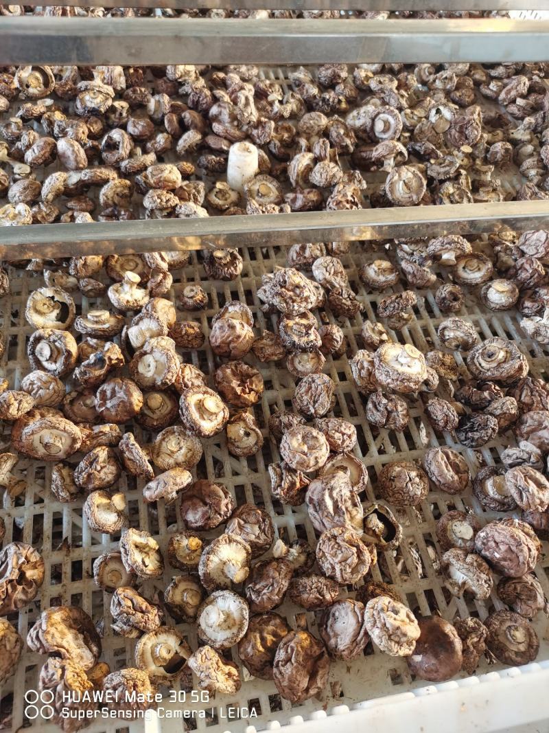 褐色双孢菇烘干量大优惠中