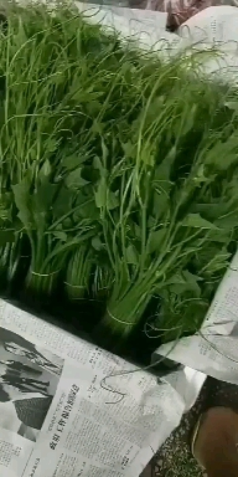 海南瓜尖龙须菜航空运输基地直发稳定出货质量上乘