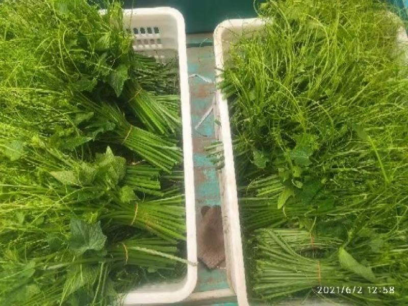 海南瓜尖龙须菜航空运输基地直发稳定出货质量上乘
