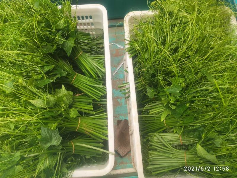 海南瓜尖龙须菜航空运输基地直发稳定出货质量上乘