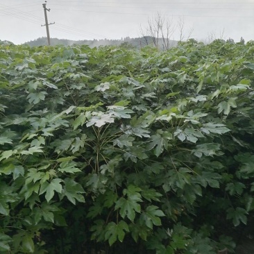 千年油桐，高产油桐苗，品质高，欢迎老板下单