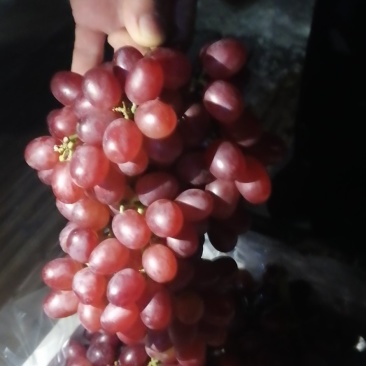 精品克伦生葡萄有需要的的老板和我在一亩田上联系品质好