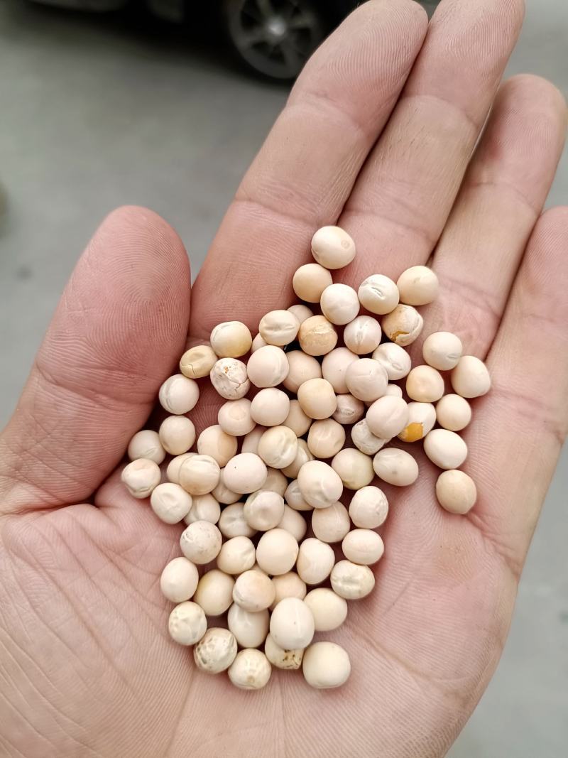 白豌豆！青豌豆！干白豌豆！鸟粮豌豆！所有商品不包邮货物需
