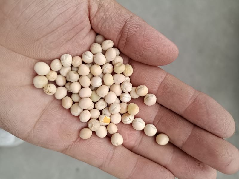 白豌豆！青豌豆！干白豌豆！鸟粮豌豆！所有商品不包邮货物需
