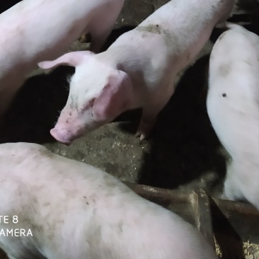 农村土猪，父母在农村熟食猪草喂大的，不贱卖