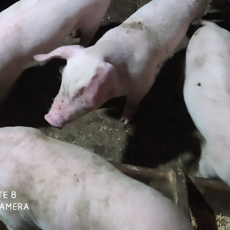 农村土猪，父母在农村熟食猪草喂大的，不贱卖