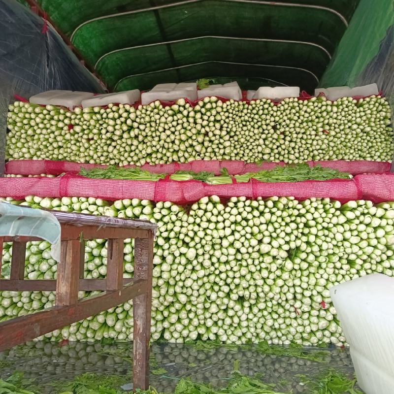【热卖】精品西芹，产地货源，规格齐全，欢迎各位老板电联