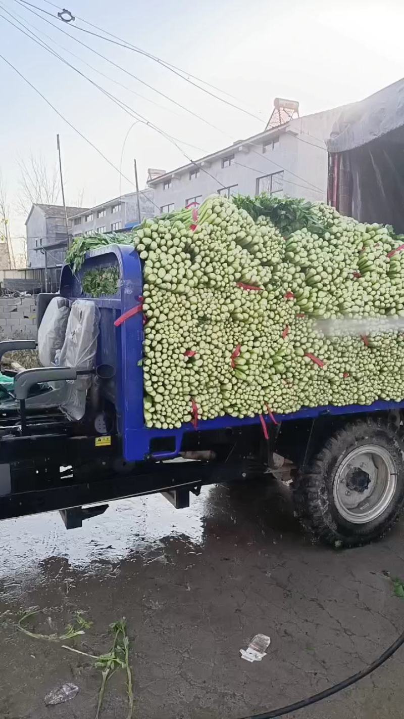 【热卖】精品西芹，产地货源，规格齐全，欢迎各位老板电联