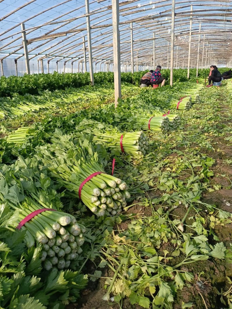 【热卖】精品西芹，产地货源，规格齐全，欢迎各位老板电联