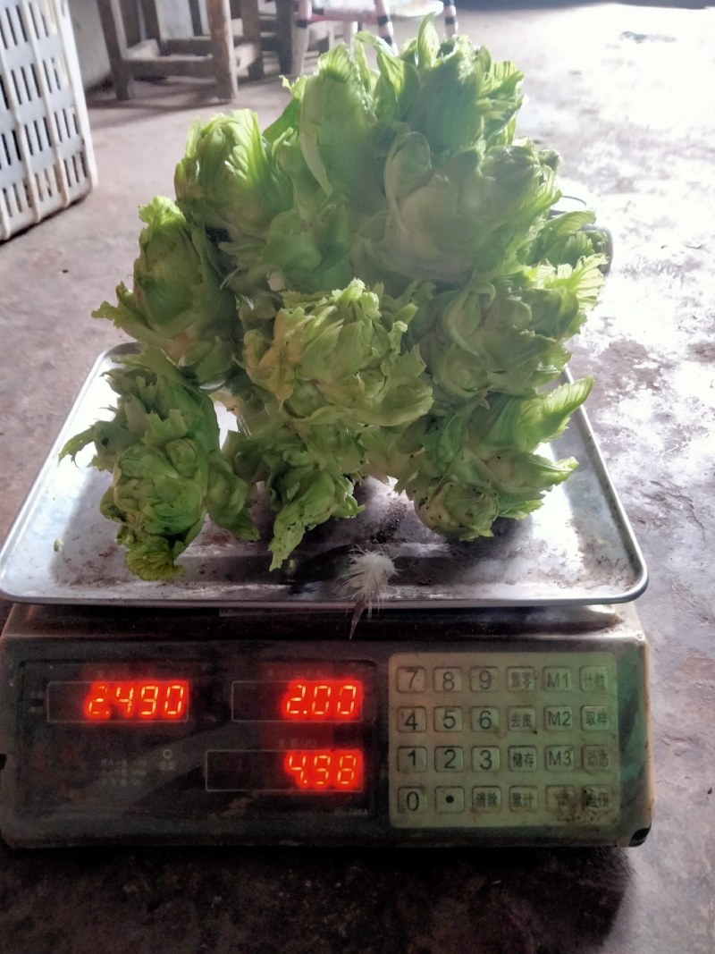 山顶精品小心子儿菜无黑心无高桩