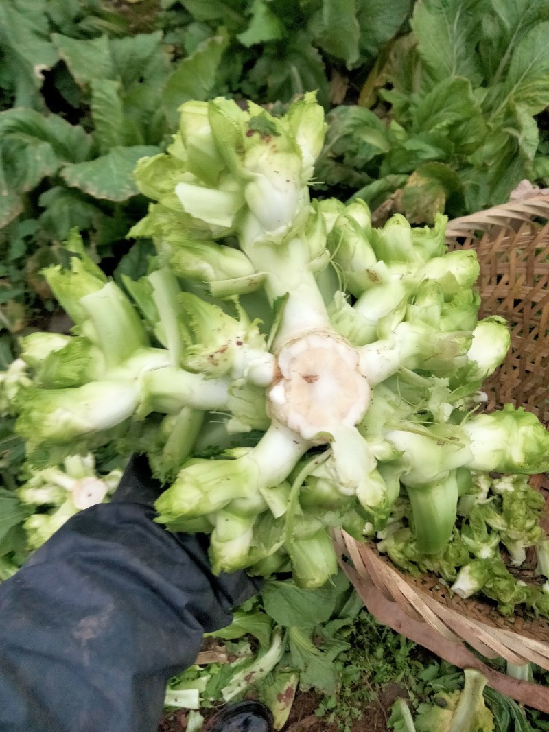 山顶精品小心子儿菜无黑心无高桩