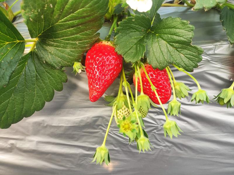 章姬草莓，千仙醉草莓等品种！欢迎朋友们参观指导