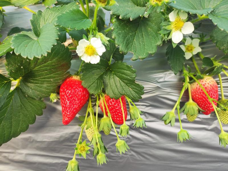 章姬草莓，千仙醉草莓等品种！欢迎朋友们参观指导