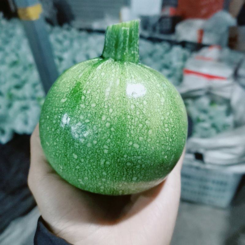 翡翠小南瓜，小圆瓜，嫩南瓜，非贝贝南瓜蜜本南瓜西葫芦