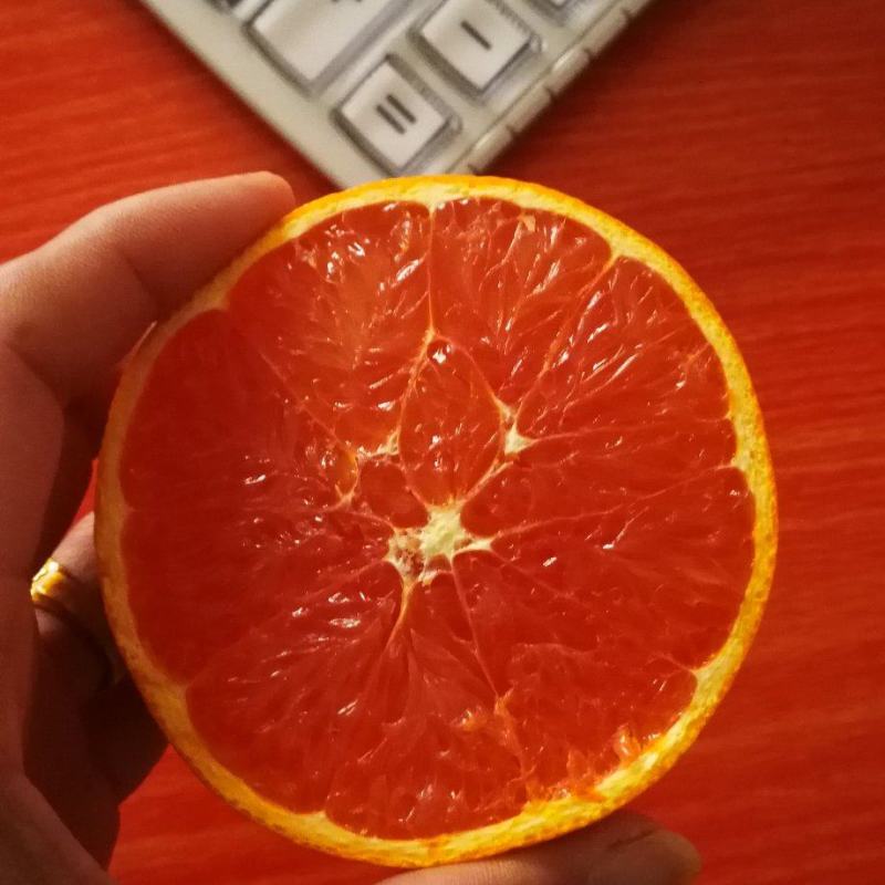 血橙/中华红橙地头批发/秭归红心橙/红橙产地一手货源