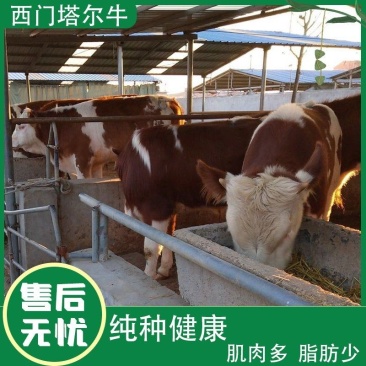 秦川牛犊西门塔尔牛犊活牛牛犊子小牛犊肉牛犊活牛幼仔活牛