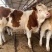 活牛西门塔尔小牛犊3-6个月肉牛犊每头补贴1500元