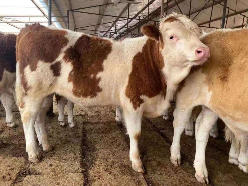 活牛西门塔尔小牛犊3-6个月肉牛犊每头补贴1500元