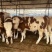 活牛西门塔尔小牛犊3-6个月肉牛犊每头补贴1500元