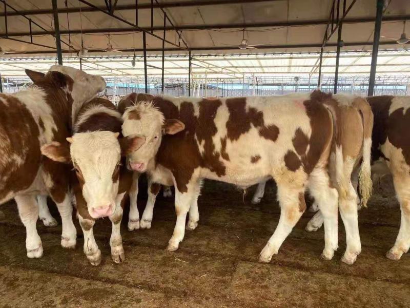 活牛西门塔尔小牛犊3-6个月肉牛犊每头补贴1500元