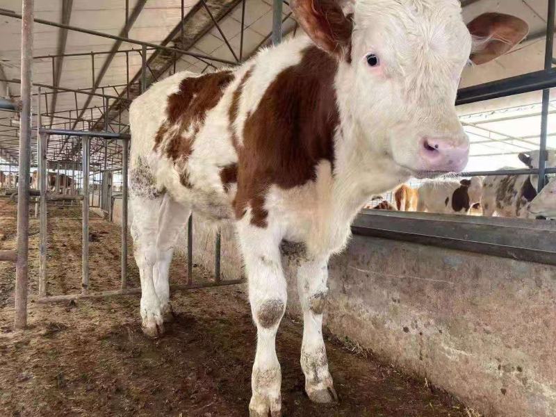 活牛西门塔尔小牛犊3-6个月肉牛犊每头补贴1500元