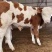 活牛西门塔尔小牛犊3-6个月肉牛犊每头补贴1500元