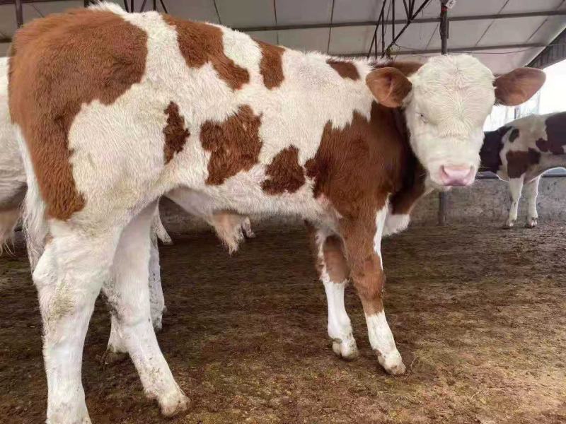 活牛西门塔尔小牛犊3-6个月肉牛犊每头补贴1500元