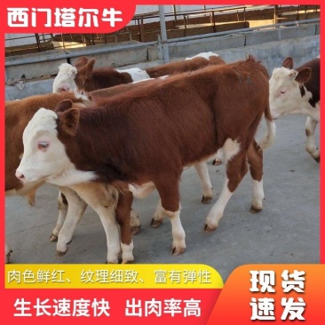 荷斯坦牛犊西门塔尔牛犊活体小牛犊肉牛犊活牛出售纯种