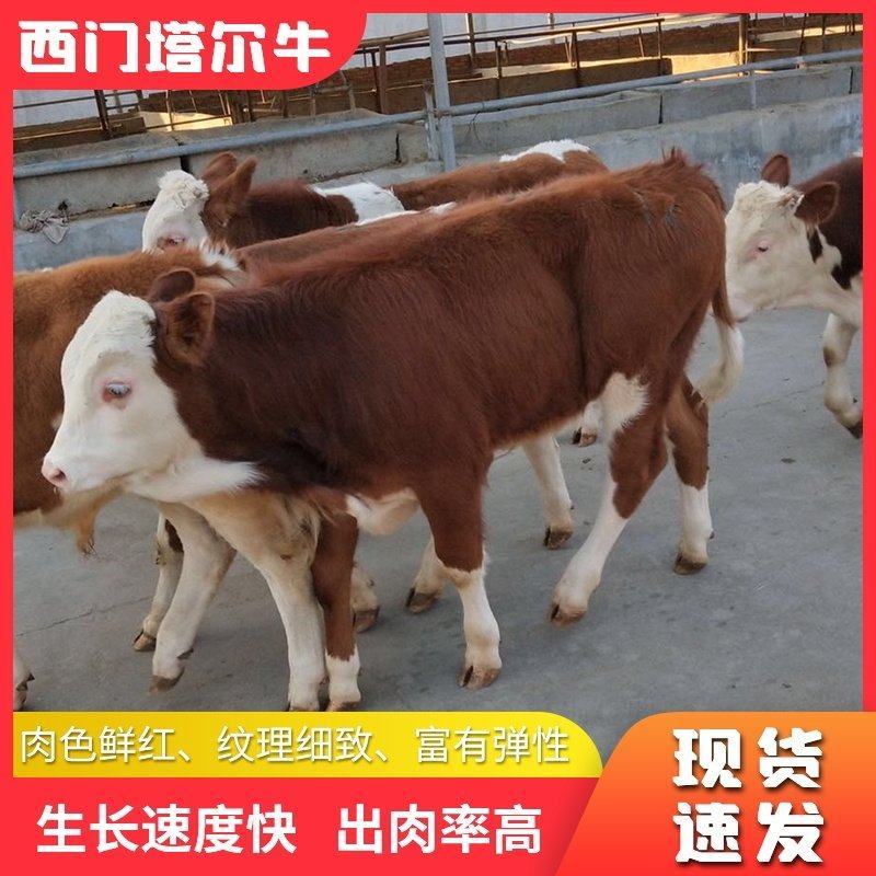 荷斯坦牛犊西门塔尔牛犊活体小牛犊肉牛犊活牛出售纯种