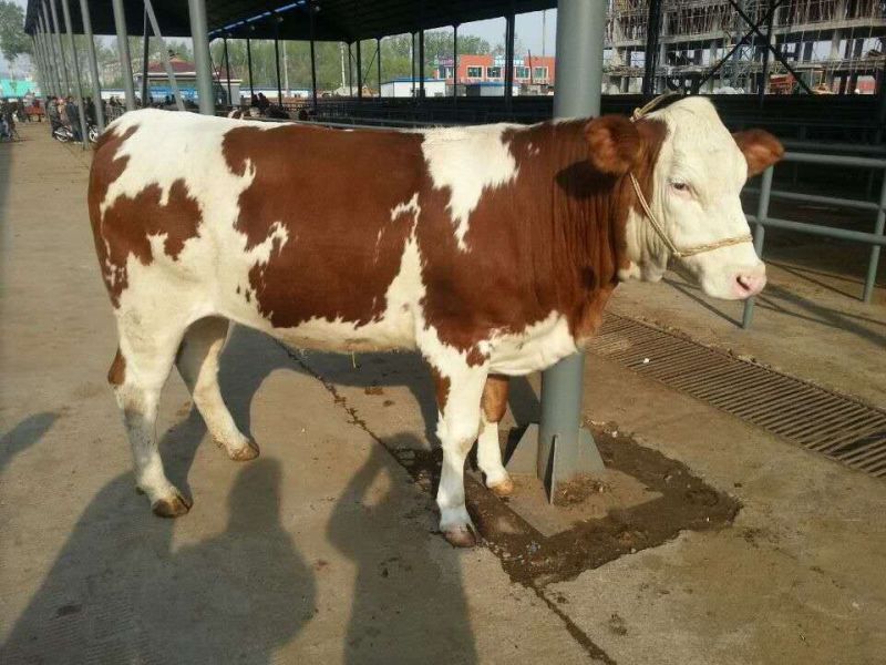荷斯坦牛犊西门塔尔牛犊活体小牛犊肉牛犊活牛出售纯种