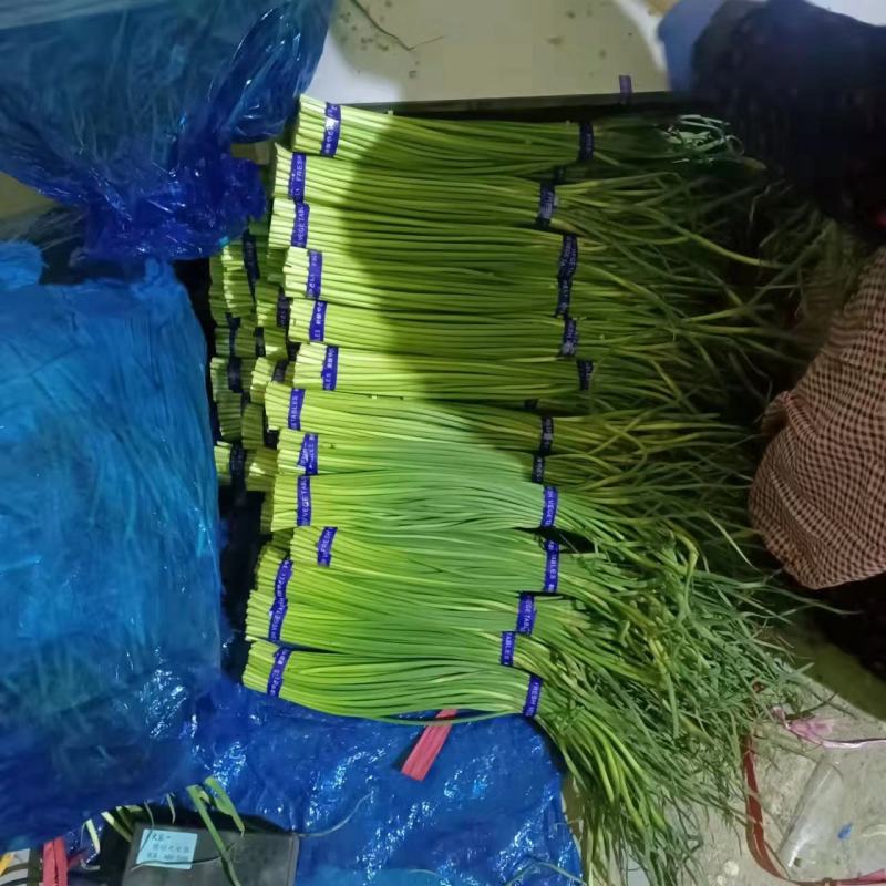红帽蒜苔，大张蒜苔，大张苔，大张红帽蒜苔，河南蒜苔，蒜苔