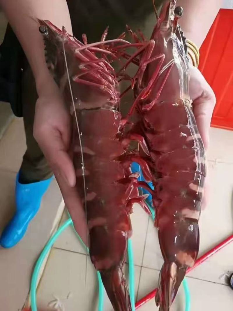 天然花虾，厂家一手货源，刺身，寿司店必点产品