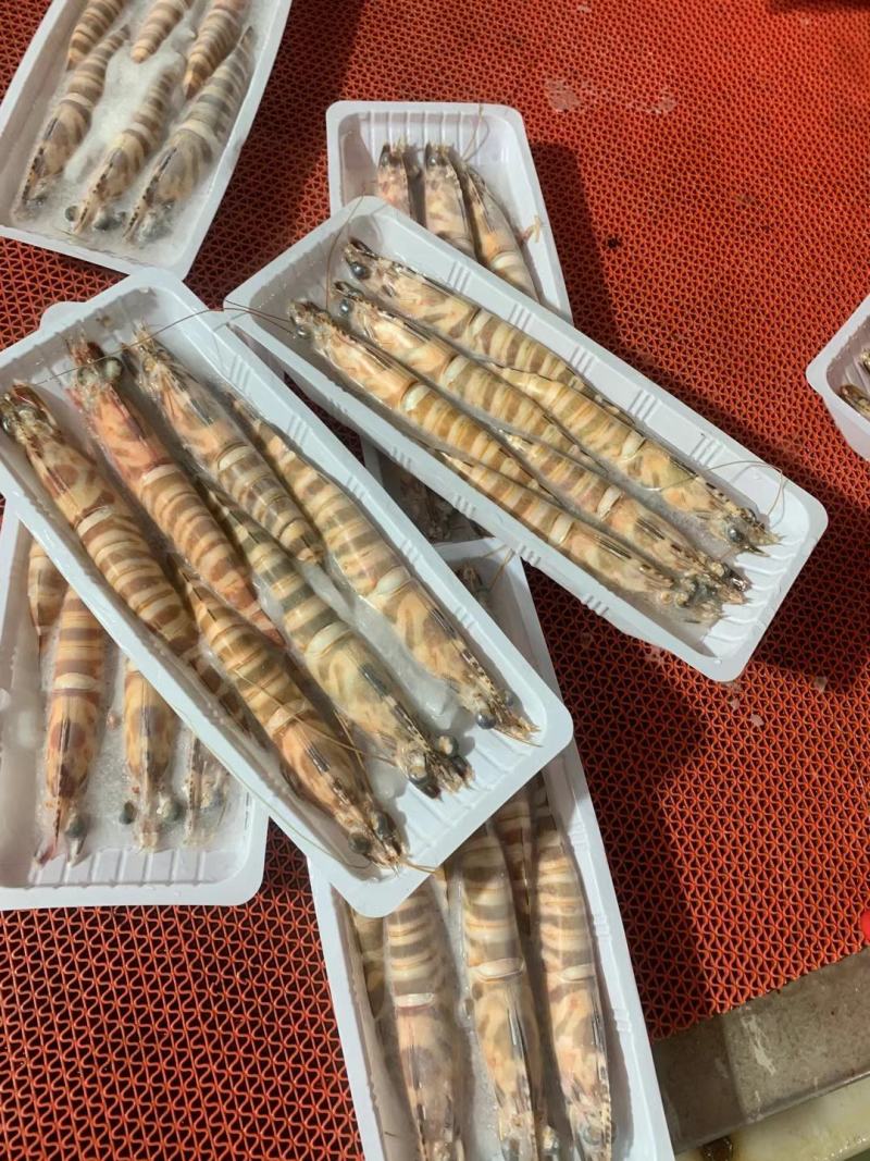 天然花虾，厂家一手货源，刺身，寿司店必点产品