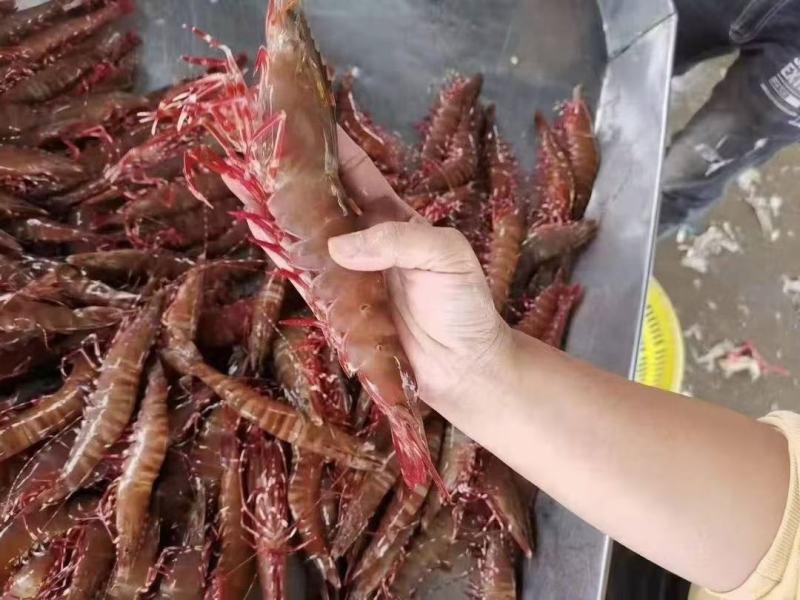 天然花虾，厂家一手货源，刺身，寿司店必点产品
