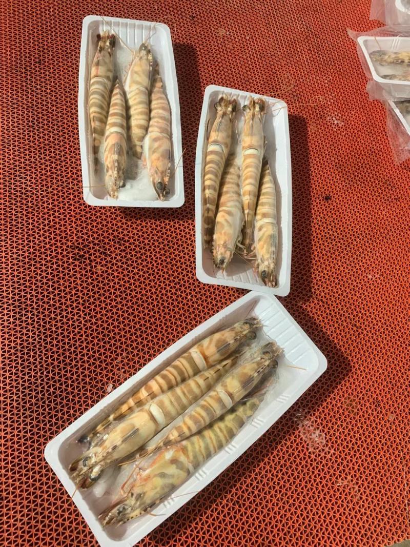 天然花虾，厂家一手货源，刺身，寿司店必点产品