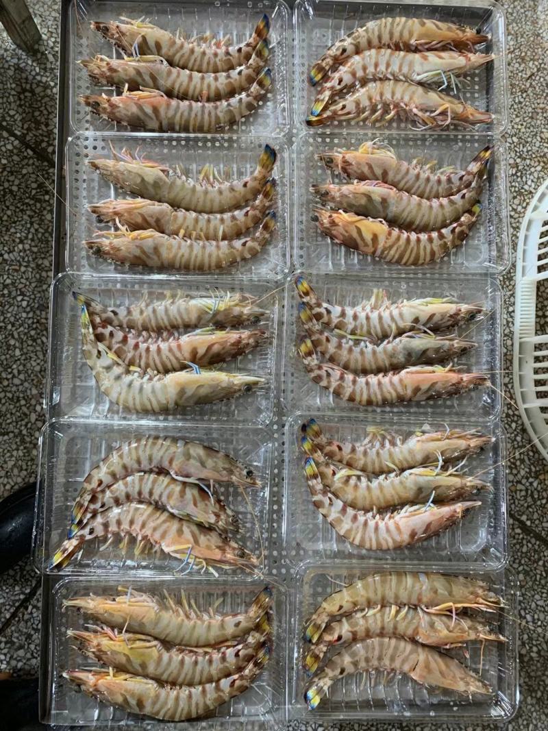 天然花虾，厂家一手货源，刺身，寿司店必点产品