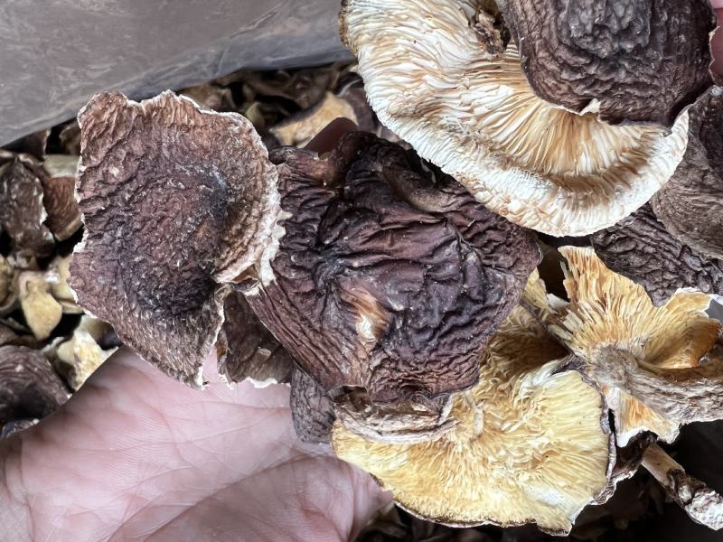 椴木香菇，黑面香菇2020年新货薄香菇