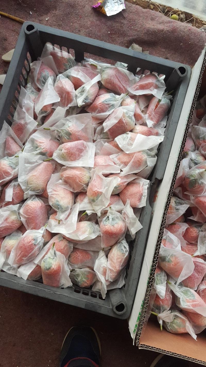 平度章姬甜宝套袋免洗奶莓对接商超电商市场水果店欢迎联系