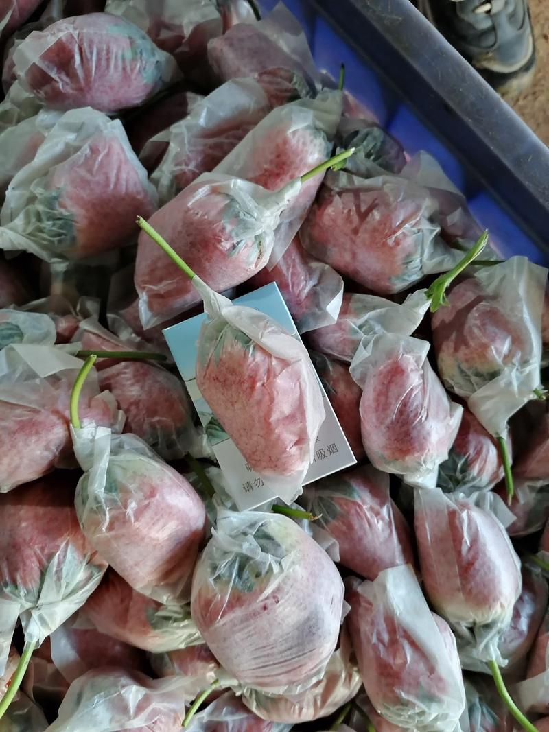 平度章姬甜宝套袋免洗奶莓对接商超电商市场水果店欢迎联系
