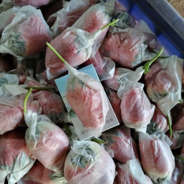 青岛免次洗奶油草莓，老人，小孩，孕妇可以放心食用