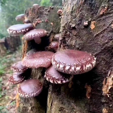 福建椴木香菇2021新货3-4/4-5手工选