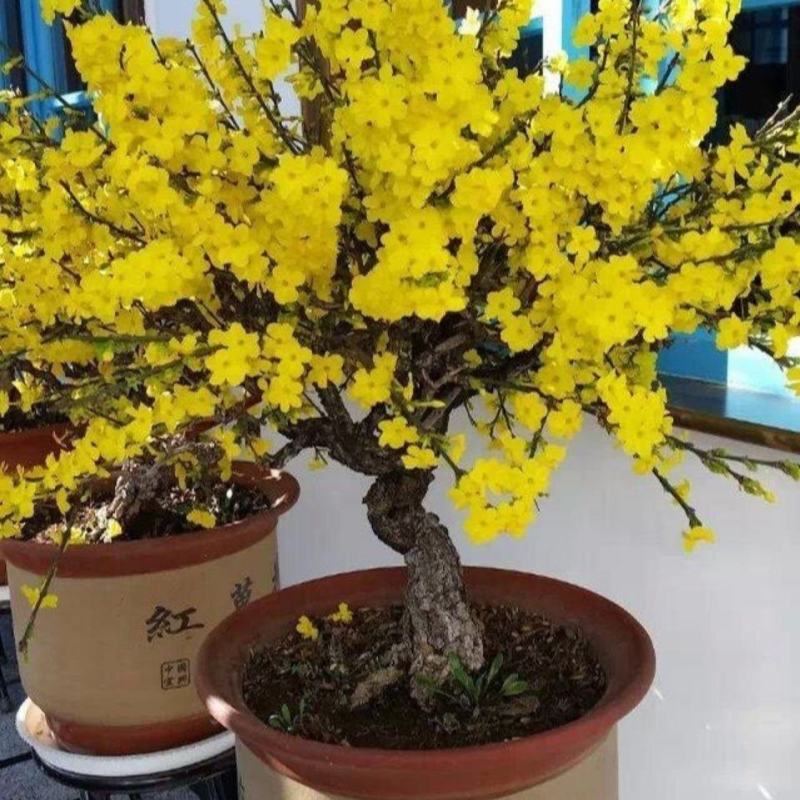 迎春花苗盆栽虎蹄迎春盆景室内阳台易活树桩花卉耐寒庭院攀援
