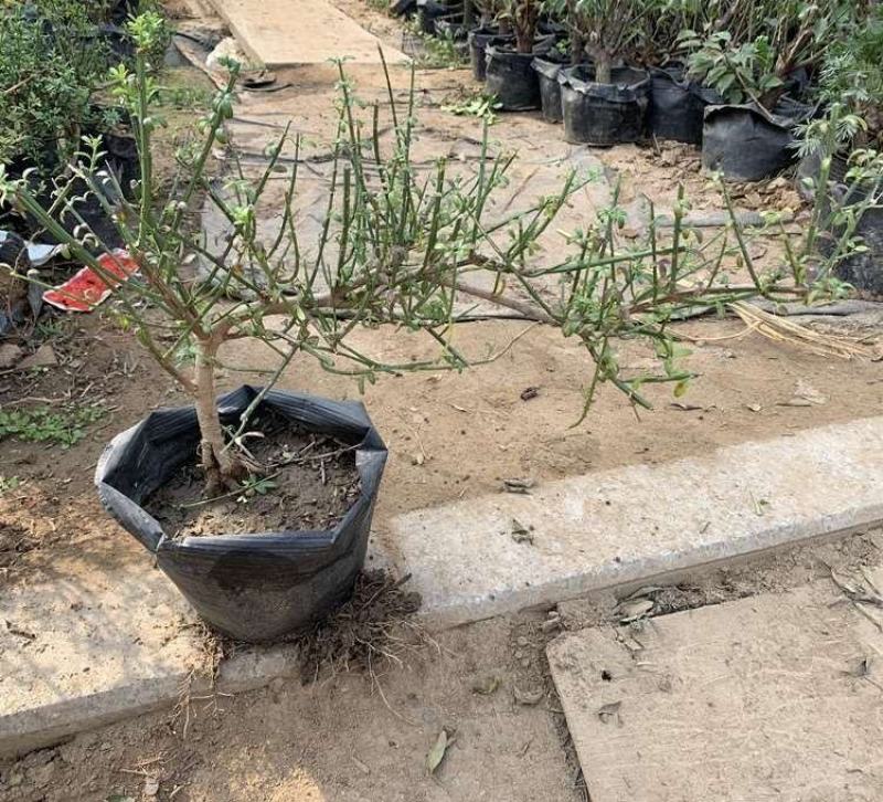 迎春花苗盆栽虎蹄迎春盆景室内阳台易活树桩花卉耐寒庭院攀援