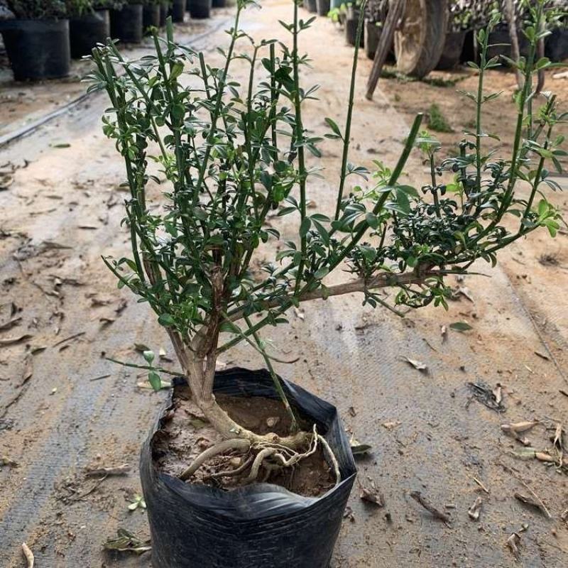 迎春花苗盆栽虎蹄迎春盆景室内阳台易活树桩花卉耐寒庭院攀援
