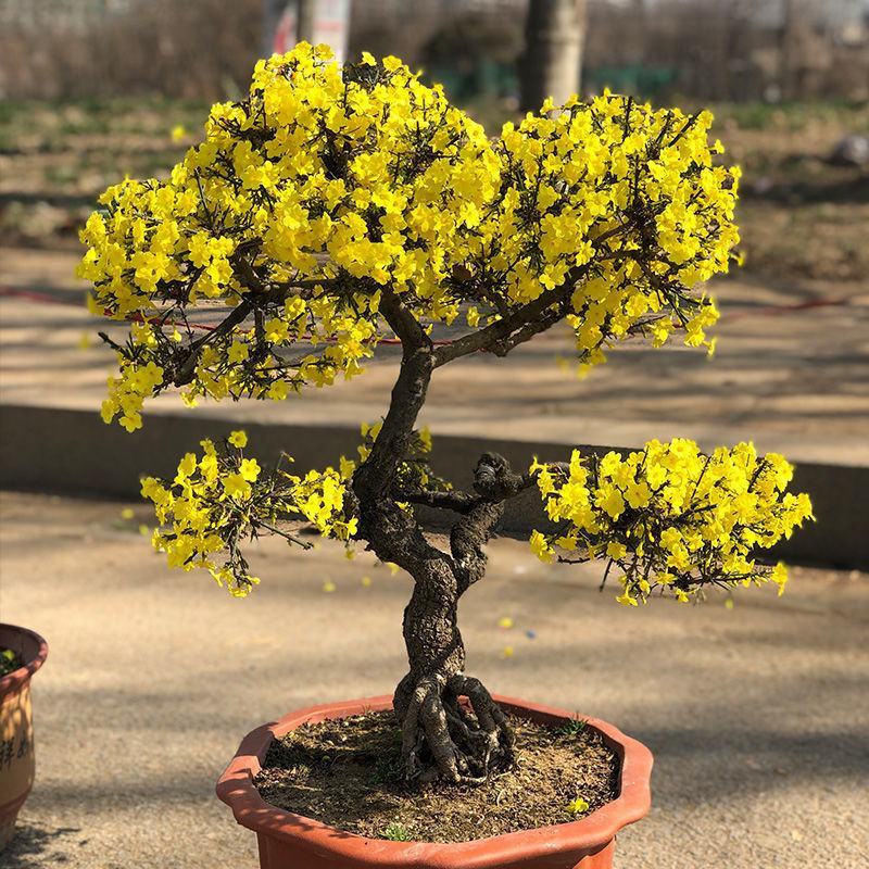 迎春花苗盆栽虎蹄迎春盆景室内阳台易活树桩花卉耐寒庭院攀援