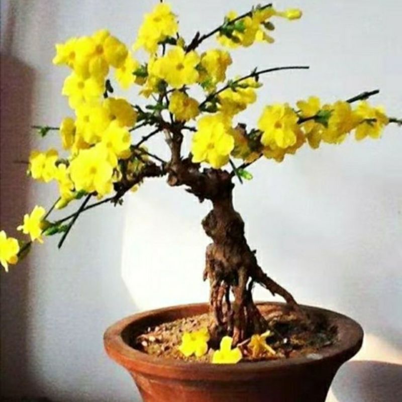 迎春花苗盆栽虎蹄迎春盆景室内阳台易活树桩花卉耐寒庭院攀援